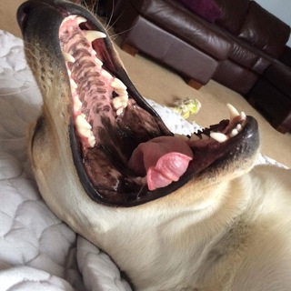 Логотип @daisymedvedevna - Псица развеселая