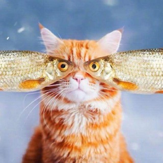 Логотип @daiterybov - Дайте рыбов!