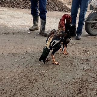 Логотип @dakan_andijon_no1 - Andijon Dakanlari