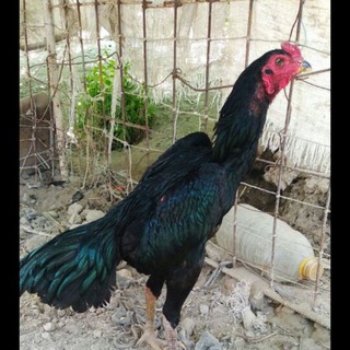 Логотип @dakanandijon - Andijon_xorozbozlari