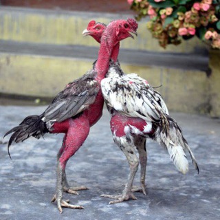 Логотип @dakancompany - Dakan