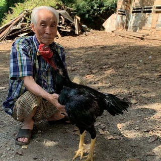 Логотип @dakang_xoroz_koreyskiy - KAREYA ZOT XO'ROZLARI