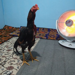 Логотип @dakangxorozuzb - BESHARIQ XOROZ N1