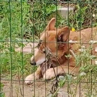 Логотип @dana_daniella_volunteer - в добрые руки💛