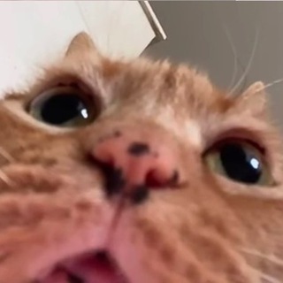 Логотип @danonnat5 - жеские батлы