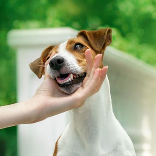 Логотип @dariapets05 - _.Daria.Pets._