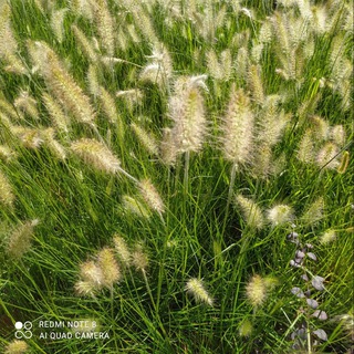 Логотип @darinalux - РАСТЕНИЯ "DARINA LUX"