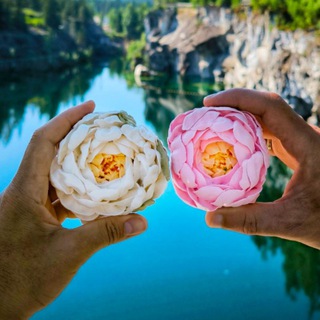 Логотип @darizefir - «Дари Зефир» | Цветы из зефира Долгопрудный | Москва