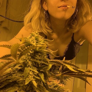 Логотип @darknet_vesti - Весточка с Darknet