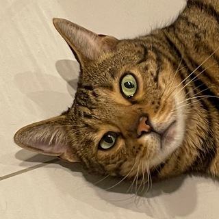 Логотип @davdavidka - Дэйв