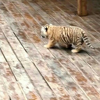 Логотип @davoxudeettchat - DAVSKICHAT