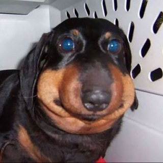 Логотип @dawg_dawgonosik_boosty - Dawg Dawgonosik Boosty Сливы