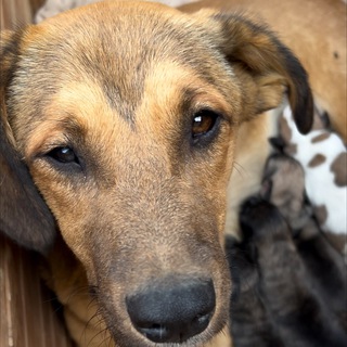 Логотип @dayshans - Возьми собаку из приюта. «Дай шанс»🐶