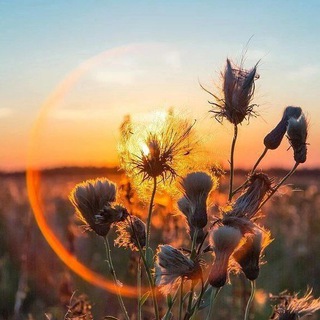 Логотип @daysofnadyaali - Дневники надежды