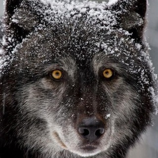 Логотип @dbaffet - Дмитрий Баффет