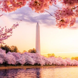 Логотип @dcarea_chat - DC area