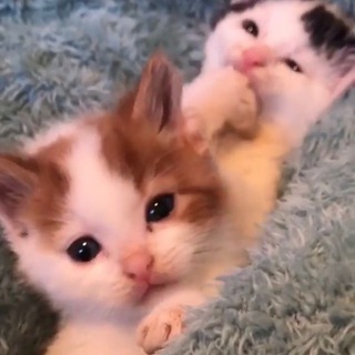 Логотип @dddejaajjssh543hh - dnizjzj)65(?)₽&&ggシ