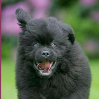 Логотип @dddimych - Димыч, Ёбург, таксист