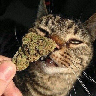 Логотип @dddtubv - Где чат?👅💦