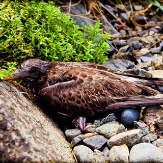 Логотип @dead_birds_yura15cbx - Мёртвые птицы