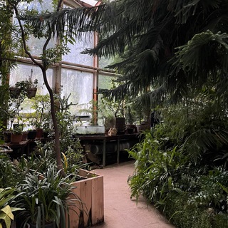 Логотип @deadgreenhouse - dead greenhouse