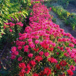 Логотип @decorativka23 - Декоративные растения КРАСНОДАР🌱23🪴