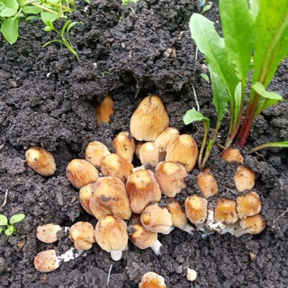 Логотип @dedda4 - Молоток