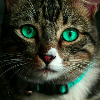 Логотип @deepmusicchat - Музыкальный Чат ( #Deep #Trance #Vocal)