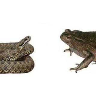 Логотип @deerasylumchat - ООО "Либераху порвало"