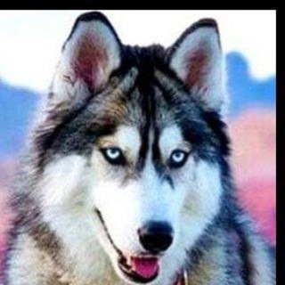 Логотип @dehauptkanal - 🇩🇪 Husky - Nur Verfügbare Produkte🇩🇪