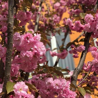 Логотип @dekanat_vpi_kpi - Деканат НН ВПІ