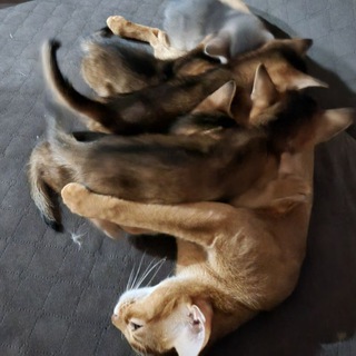 Логотип @deliceskittens - Лиссины дети