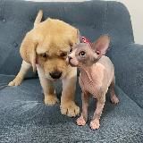 Логотип @deni_mani - Deni_Mani