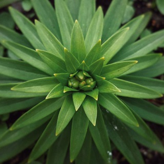 Логотип @denisponomaryow - denisponomaryow