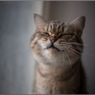 Логотип @denisthecat - Денис Кисулькенович