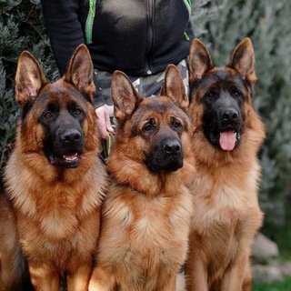 Логотип @deorsemakfly - 🇩🇪ПИТОМНИК НЕМЕЦКИХ ОВЧАРОК🇩🇪