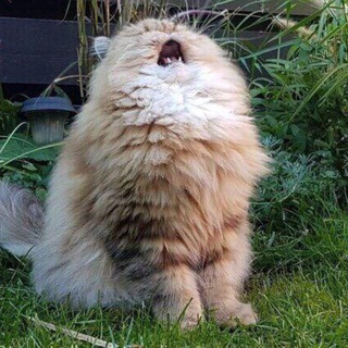 Логотип @depressarik - Творожные депресарики