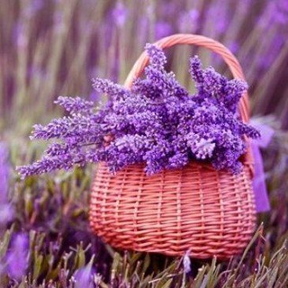 Логотип @deprisarikchat - Лавандовые творожки