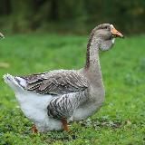 Логотип @derevenkalife - Деревенька