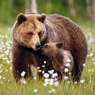 Логотип @derevnya_russkaya - Родная Деревня ❤️