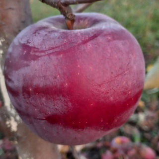 Логотип @derevosad - DerevoSad