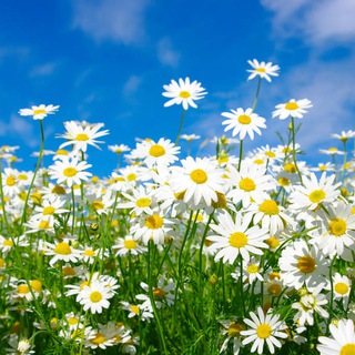 Логотип @dernulpisun - мысли о приятном