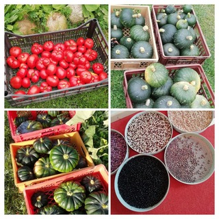 Логотип @dersaatgutfalk - Der Saatgut Falk