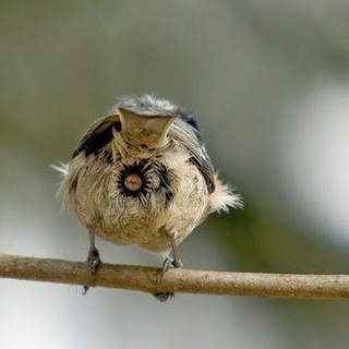 Логотип @deti_golubei - Дети голубей