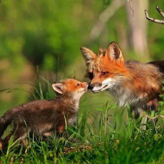 Логотип @detki15 - Детки 🦊