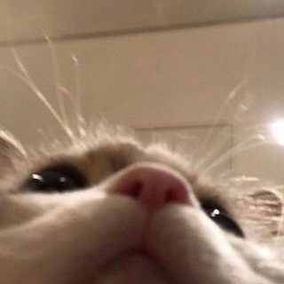 Логотип @dev1iant - 𝗱𝗲𝘃𝗶𝗮𝗻𝘁.