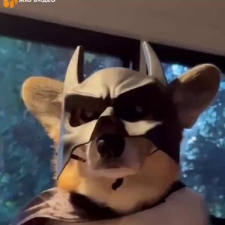 Логотип @dev_corgi - Коржик - Блог