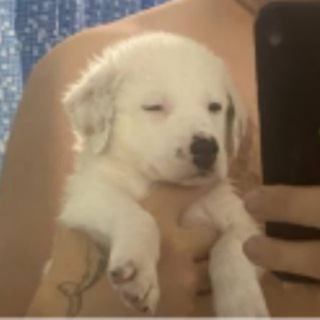 Логотип @dev_hyev - Блог-хуег fromshtandsticks