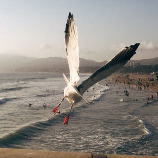 Логотип @devityaphoto - devityaphoto