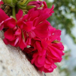 Логотип @dhkkkkkk - ✨ӧgɺב ❣шɹ̤шLבỈ